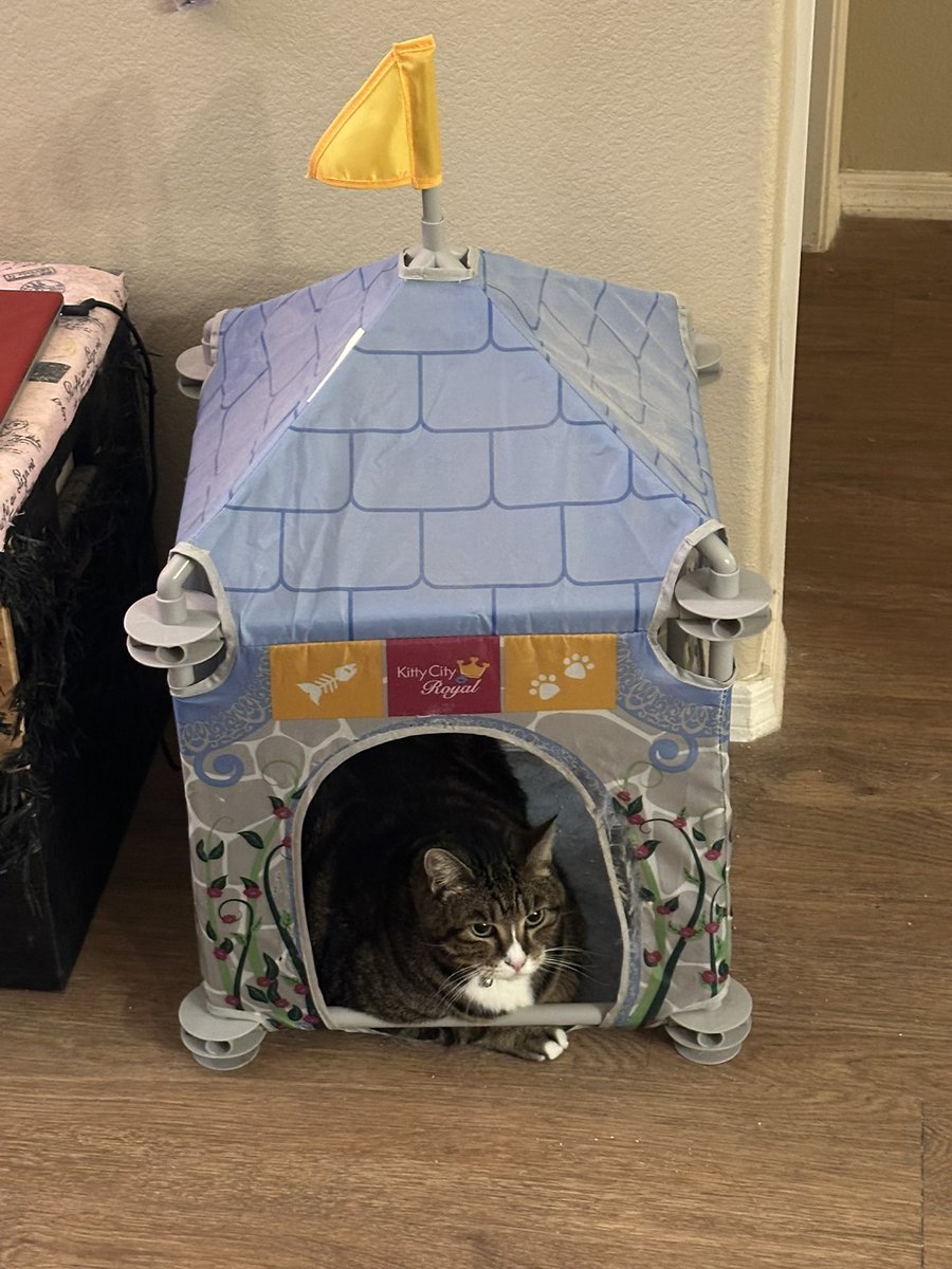 Oreo the Cat RIP FRANKIE 🌹🌸💐🌺 tweet media