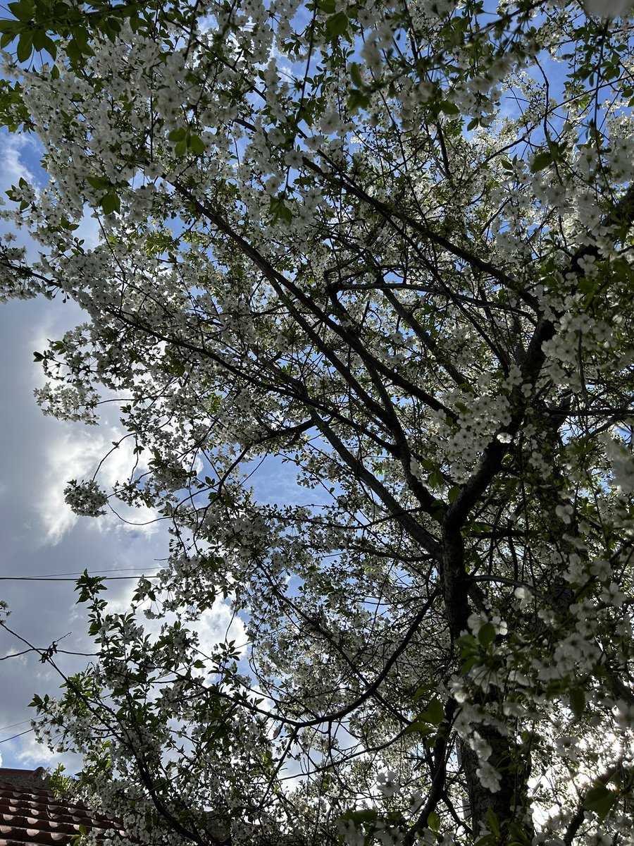 serife🪷 tweet media