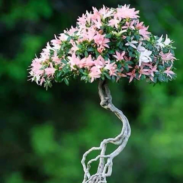 Gardenia21/3🇯🇴 tweet media