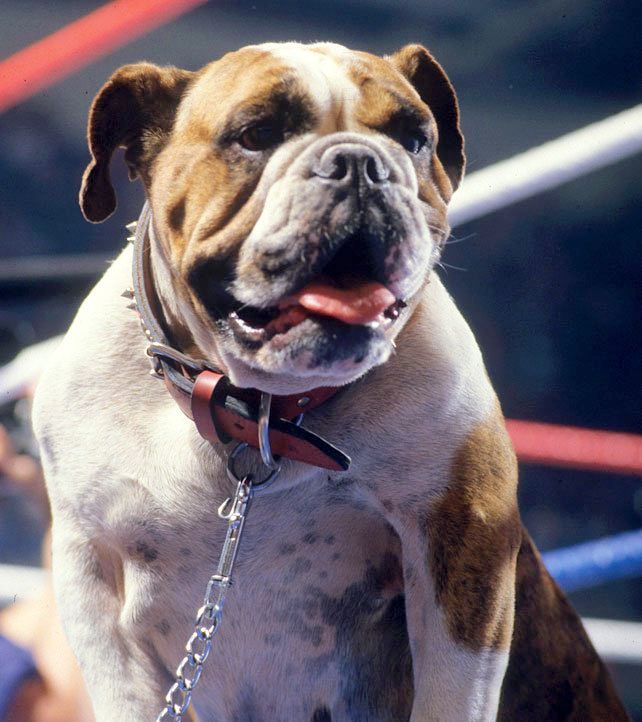 WWFWrestling1's tweet image. Matilda! 🇬🇧🐾 #WWF #WWE #Wrestling #BritishBulldogs #Matilda