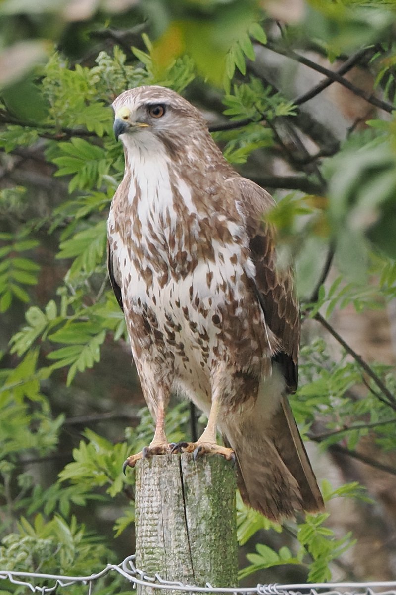 Dundee Birding (stonefaction) tweet media