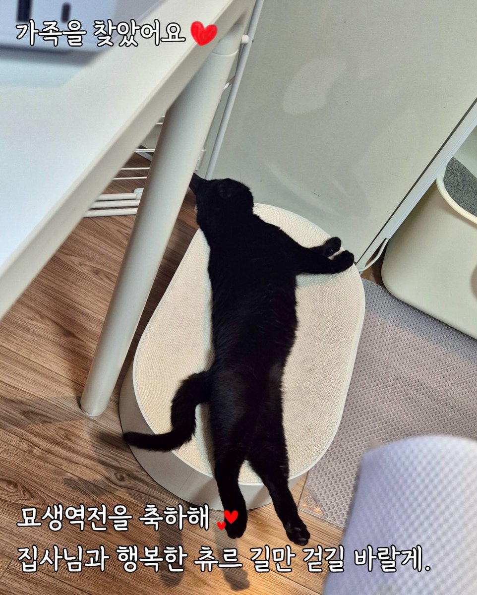 (고양이쉼터) 댕냥하우스 tweet media