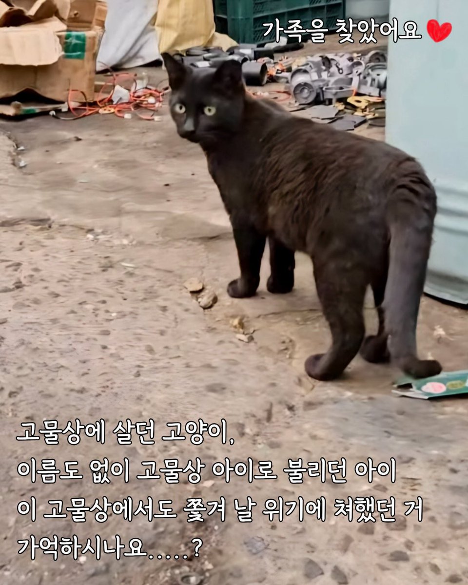 (고양이쉼터) 댕냥하우스 tweet media