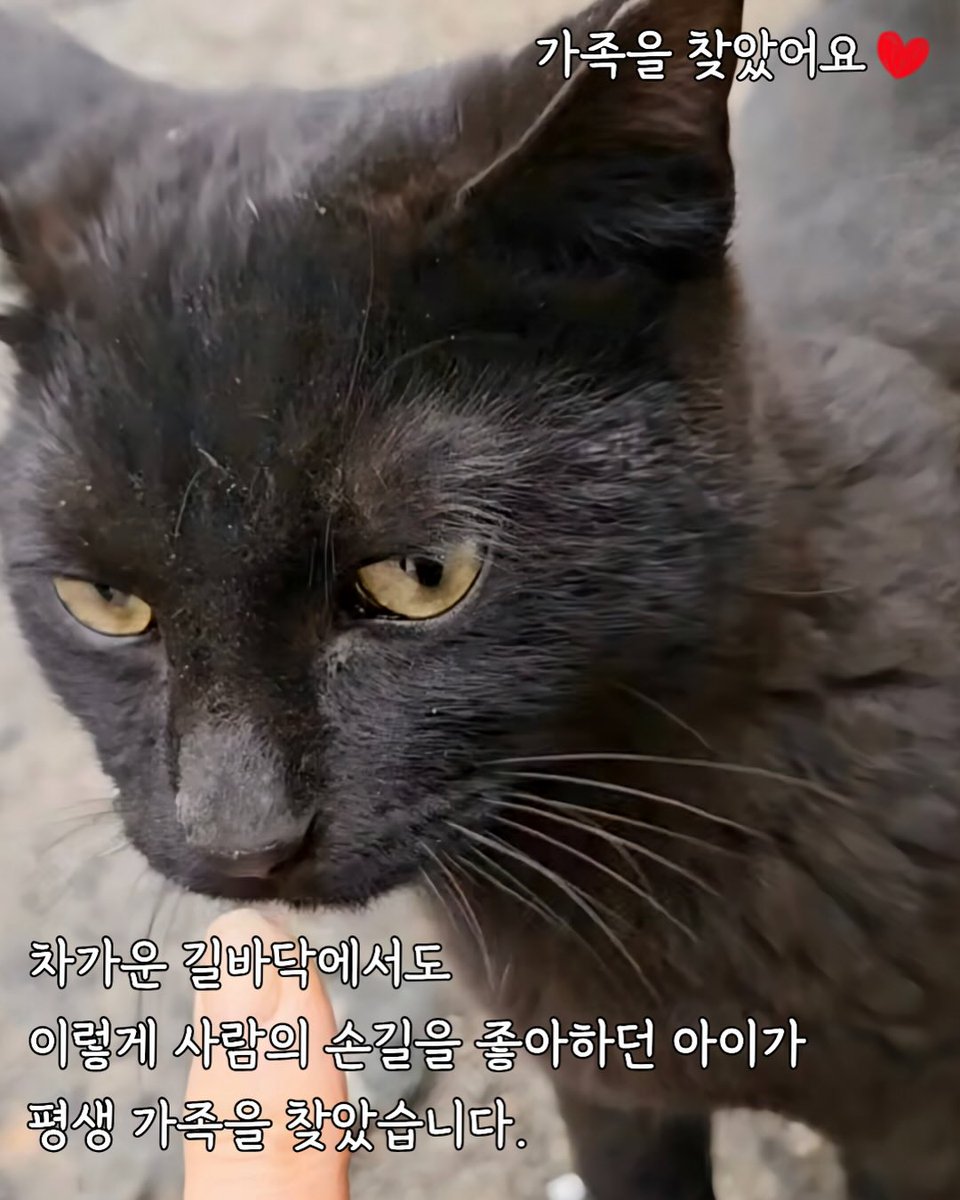 (고양이쉼터) 댕냥하우스 tweet media