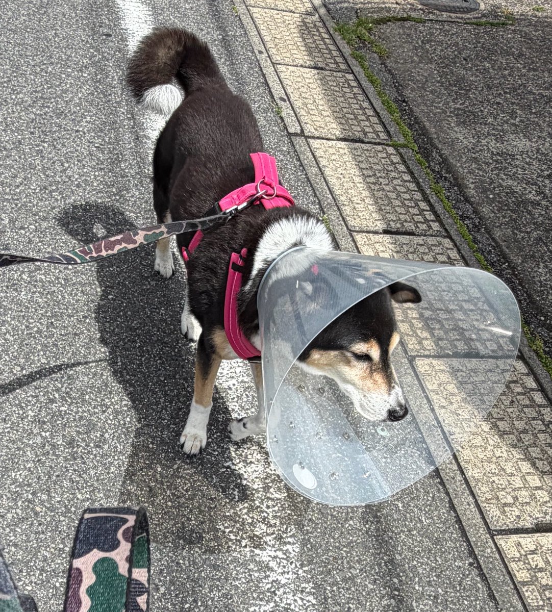 vegelovecat's tweet image. 昼飯は昨夜とーちゃん食わなかったカレー冷まして忘れ長時間出しっぱにしちゃったからしっかり加熱でおじやにした
朝飯はポリッジ
 #vegan #ヴィーガン #保護犬を家族に
腹赤くて写真持って病院に相談 デカいカラーに変えた カラー生活1週間追加😭 舐めれないが長すぎて問題あり すまんサポートする🙏