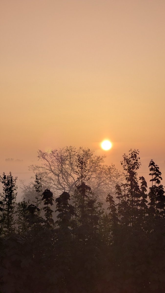 NotBadForHerAge's tweet image. There's a mist lingering over the fields this morning, but the sun will soon burn it off. To see such a beautiful sight is always worth the early start to the day. #sunrise #morningmist #goodmorning #cumbria