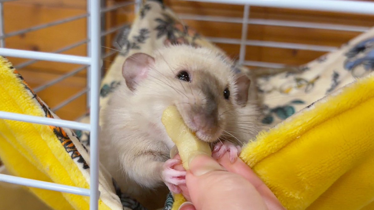 きなこ@針村🦔 tweet media