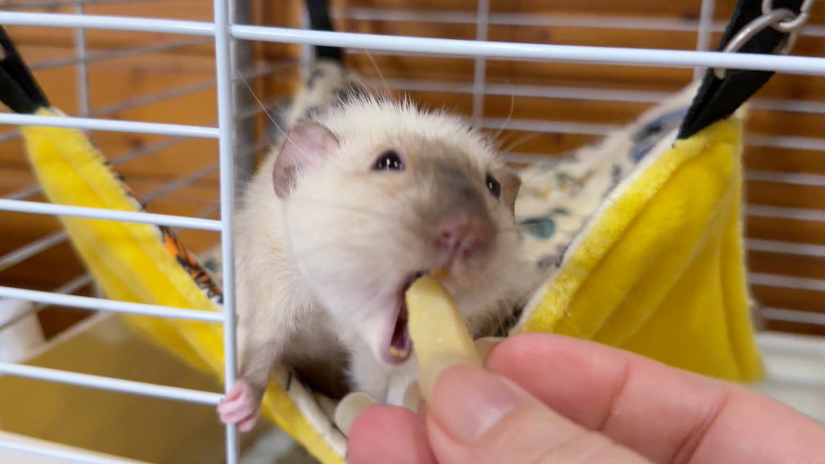 きなこ@針村🦔 tweet media
