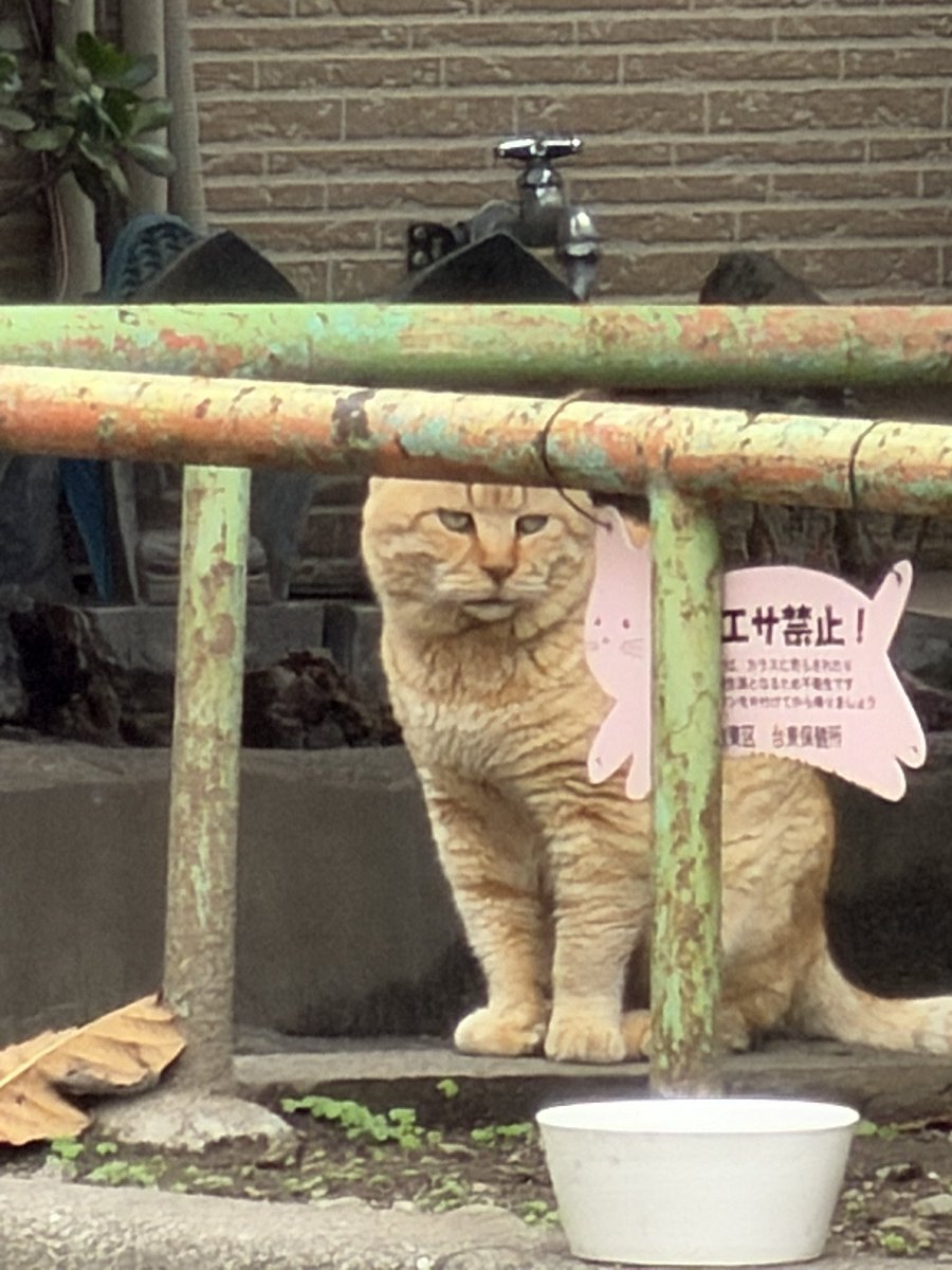 ルーノ tweet media