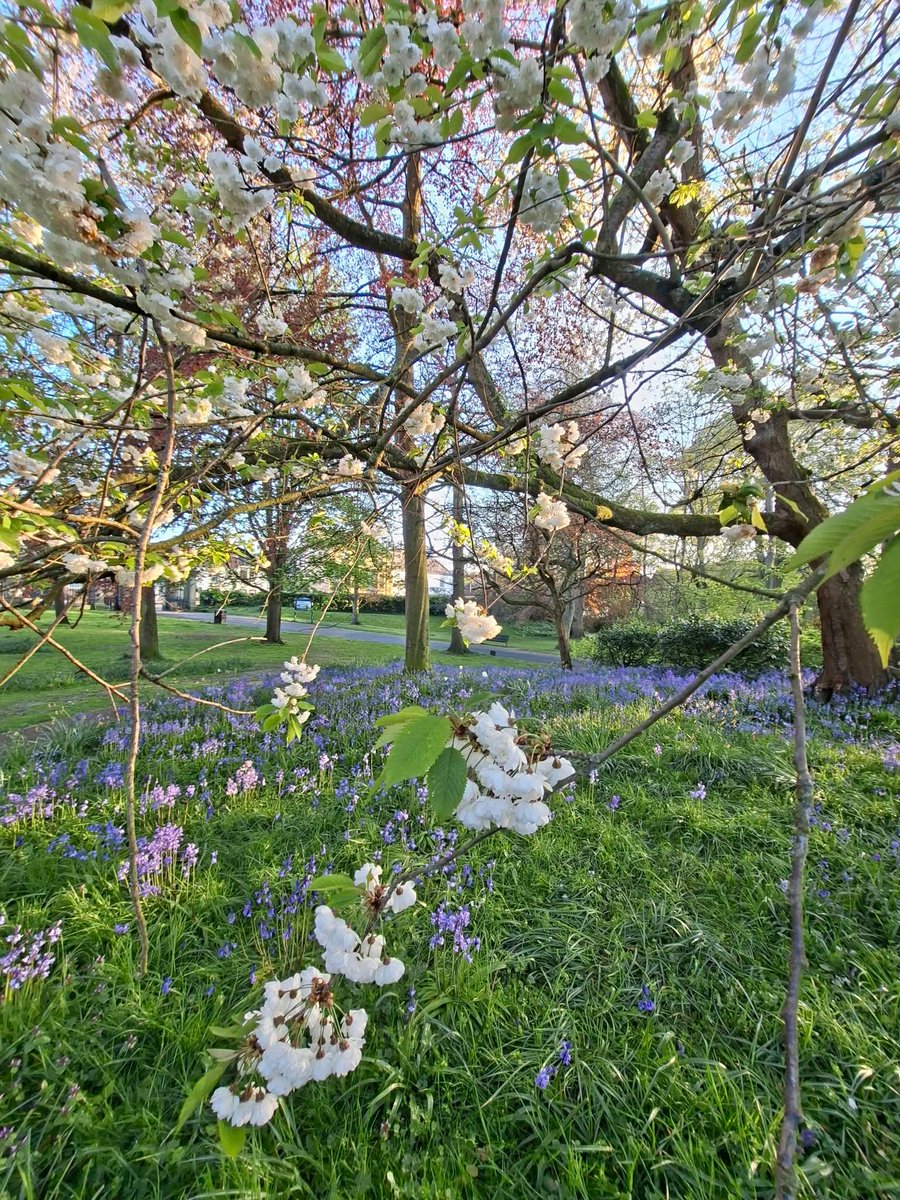 Helencello's tweet image. 🪻🌸Bluebells and Blossom🌸🪻 
An evening stroll in Hexham Park, Northumberland 
@NorthEastTweets #wildflowers #SpringVibes