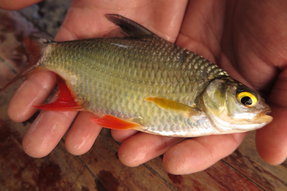 世界の果てまで魚釣り tweet media