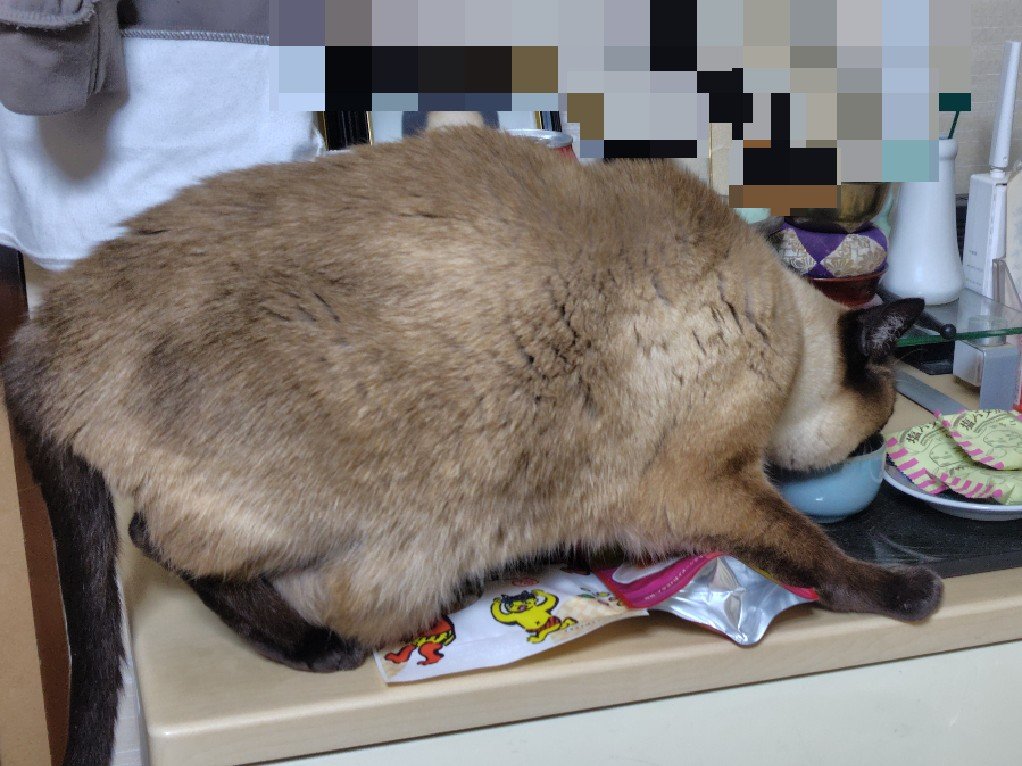 ぶちこっこ tweet media