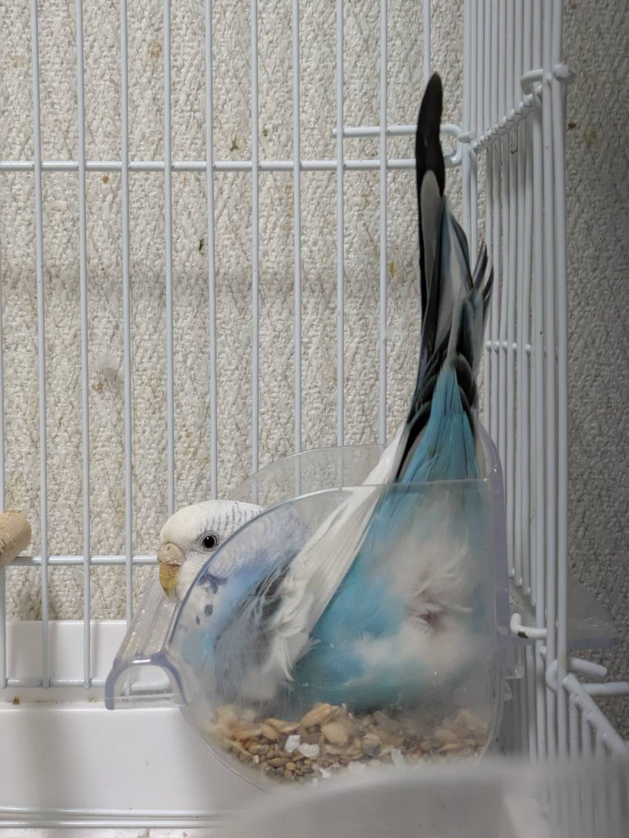 ちびた tweet media