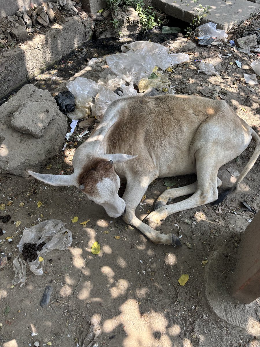 Gau rakshak 🐄🙏🚩 tweet media