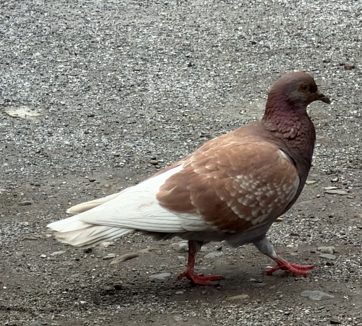 ルーノ tweet media