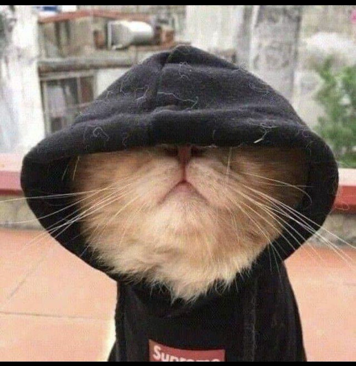 UnrulyMidwife's tweet image. What do you mean your renting in mityana?? I thought that’s a burial place!!
#iamcaroltaradelioness 
#justforfun 
#justforfun 
#randoms