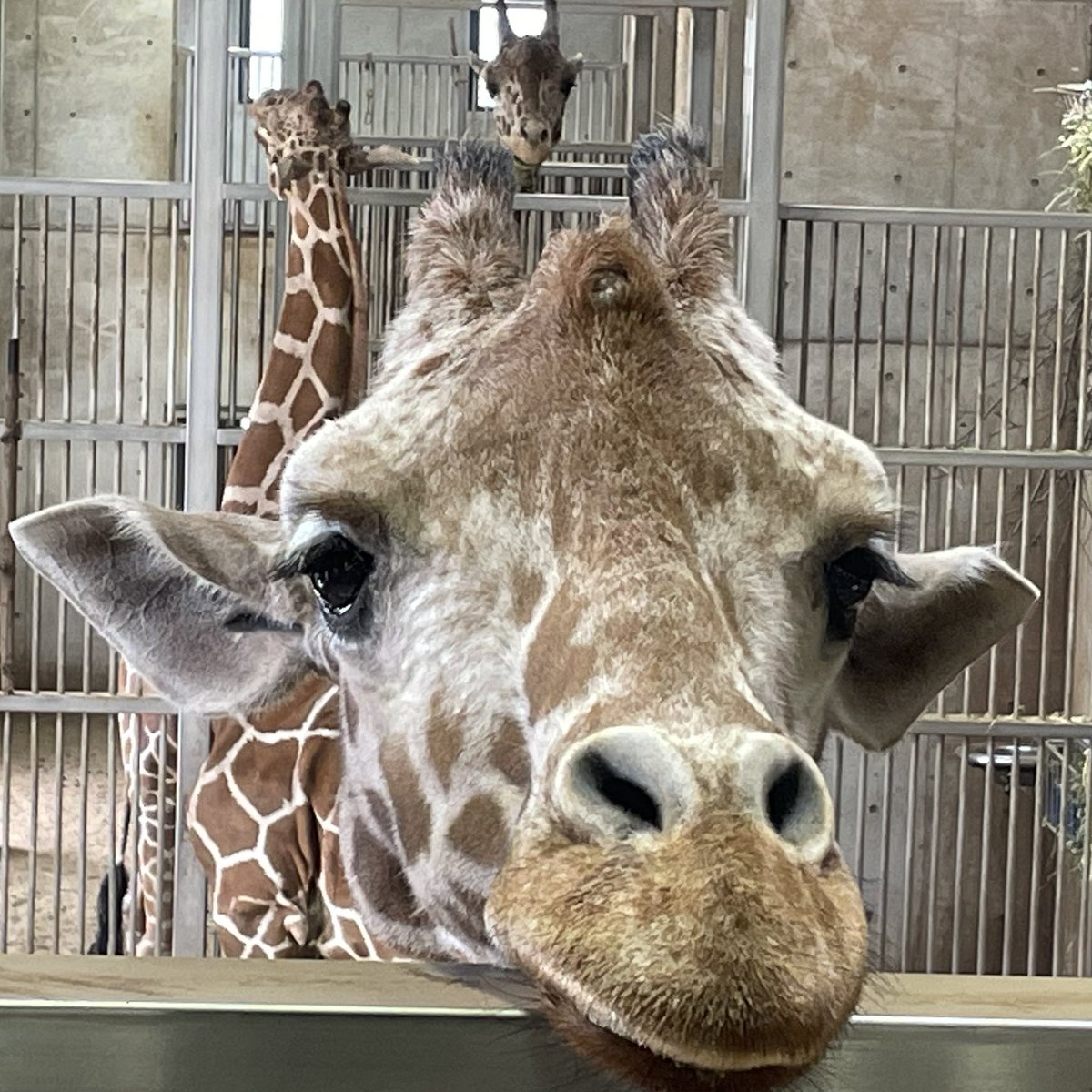 雨淡piano tweet media