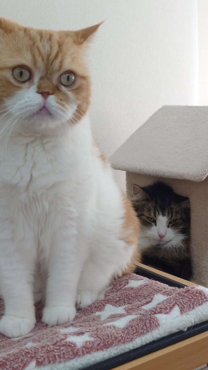 花鶏交喙/ｱﾄﾘｲｽｶ tweet media