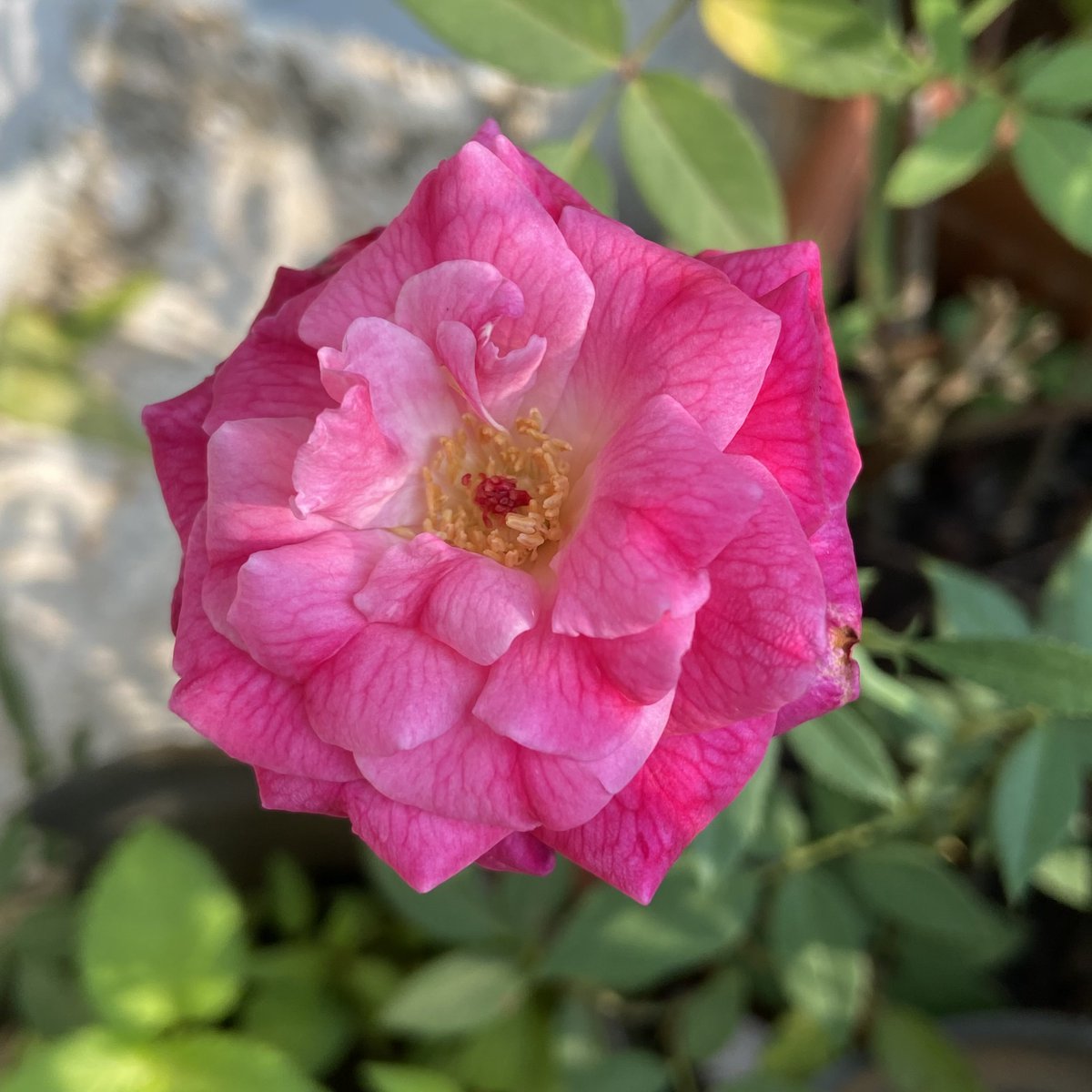NimishamMoment's tweet image. Share your Pink Photographs 🩷

🌸

#theme_pic_India_flowers #Flower #Rose