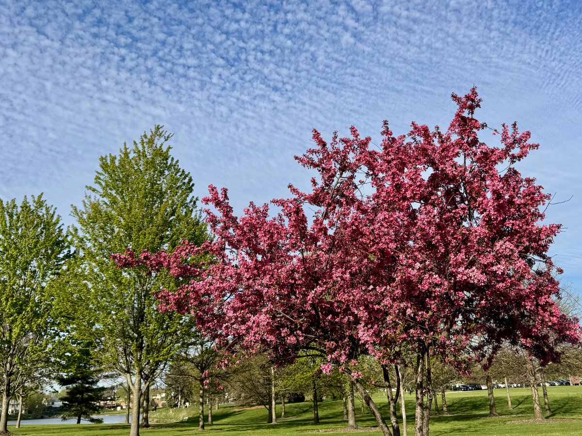 MichaelHeimlich's tweet image. Red crabapple spring tree blossoms-trees-leaves-sunny-blue sky-altocumulus-cumulus-white clouds Wood Oaks Park 5:50pm April 26 2026 Northbrook Illinois USA-Editorial Use Permission w/Credit: Michael Heimlich @MichaelHeimlich;#Blossoms #Altocumulus #wx #ILwx @NWSChicago #StormHour