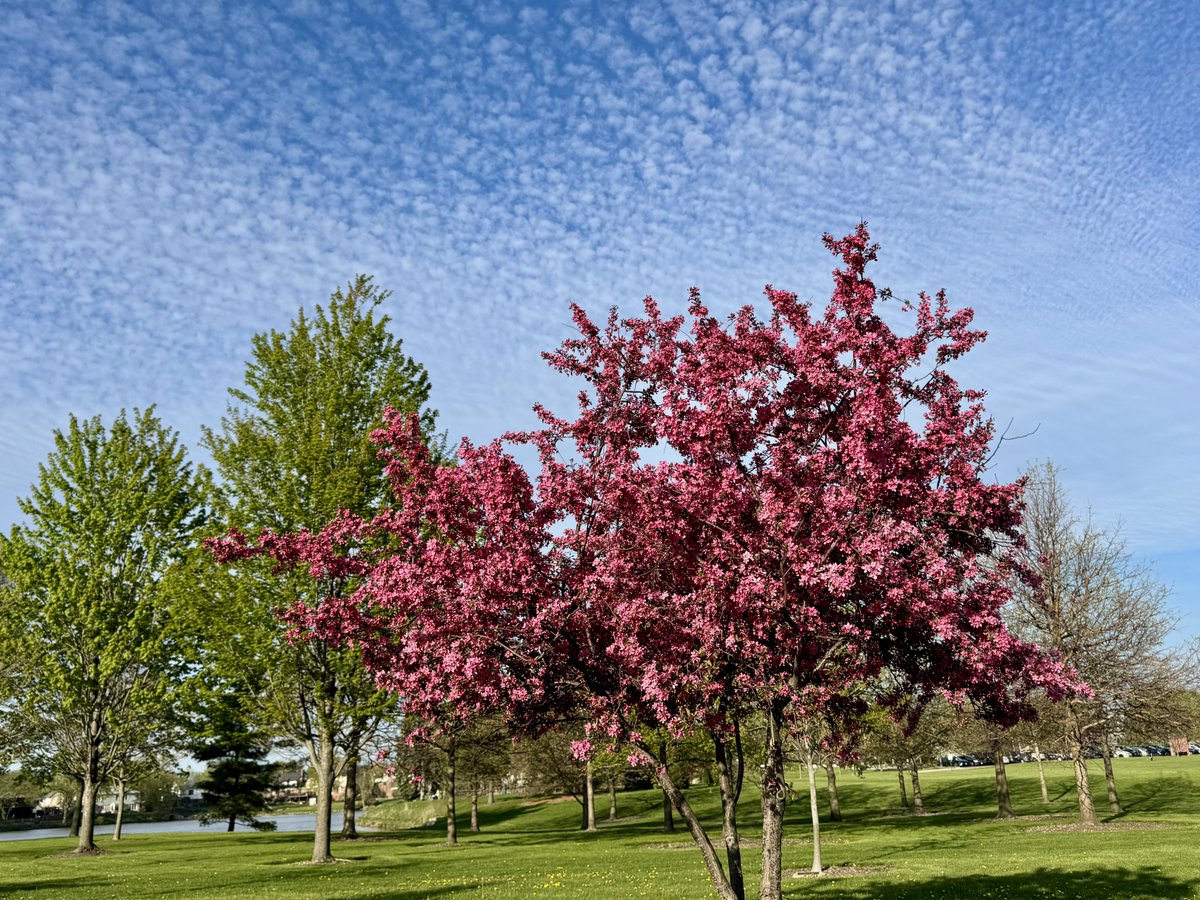 MichaelHeimlich's tweet image. Red crabapple spring tree blossoms-trees-leaves-sunny-blue sky-altocumulus-cumulus-white clouds Wood Oaks Park 5:50pm April 26 2026 Northbrook Illinois USA-Editorial Use Permission w/Credit: Michael Heimlich @MichaelHeimlich;#Blossoms #Altocumulus #wx #ILwx @NWSChicago #StormHour