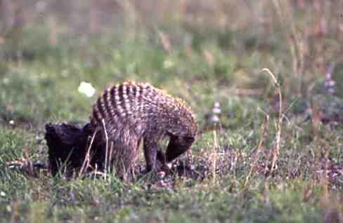 mzeeshimba05's tweet photo. ＃Wild Life
#アフリカの野生動物
＃Banded mongoose
#シママングース
背中のシマ模様がユニーク
なマングース他にもシマウ
マやオカピなどシマ模様の
動物がいるが何故か不思議
な気がする神様のイタズラ
だろうか https://t.co/VUo4aYdCCJ
