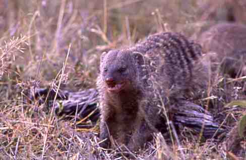 mzeeshimba05's tweet photo. ＃Wild Life
#アフリカの野生動物
＃Banded mongoose
#シママングース
背中のシマ模様がユニーク
なマングース他にもシマウ
マやオカピなどシマ模様の
動物がいるが何故か不思議
な気がする神様のイタズラ
だろうか https://t.co/VUo4aYdCCJ