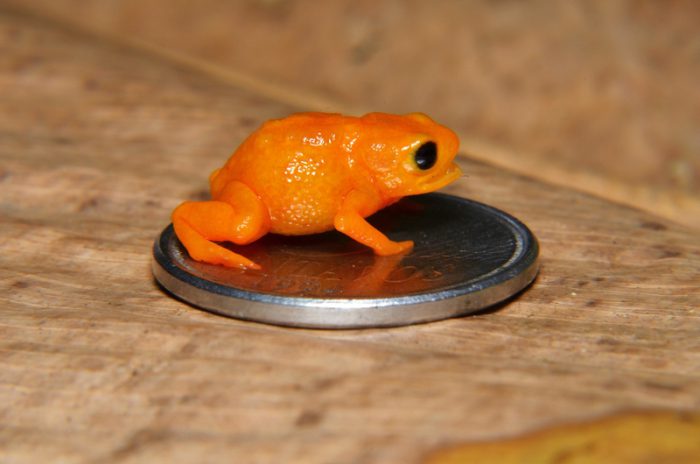 GodEmperorFrog tweet media