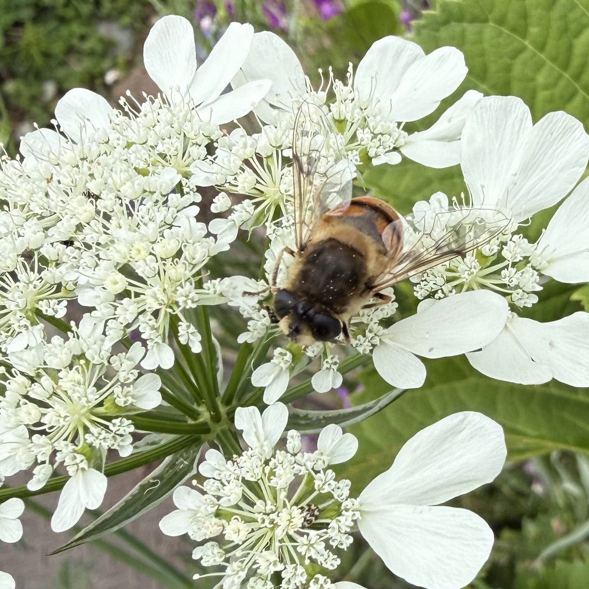 雨が早めに止んで良かった🙌 #花族