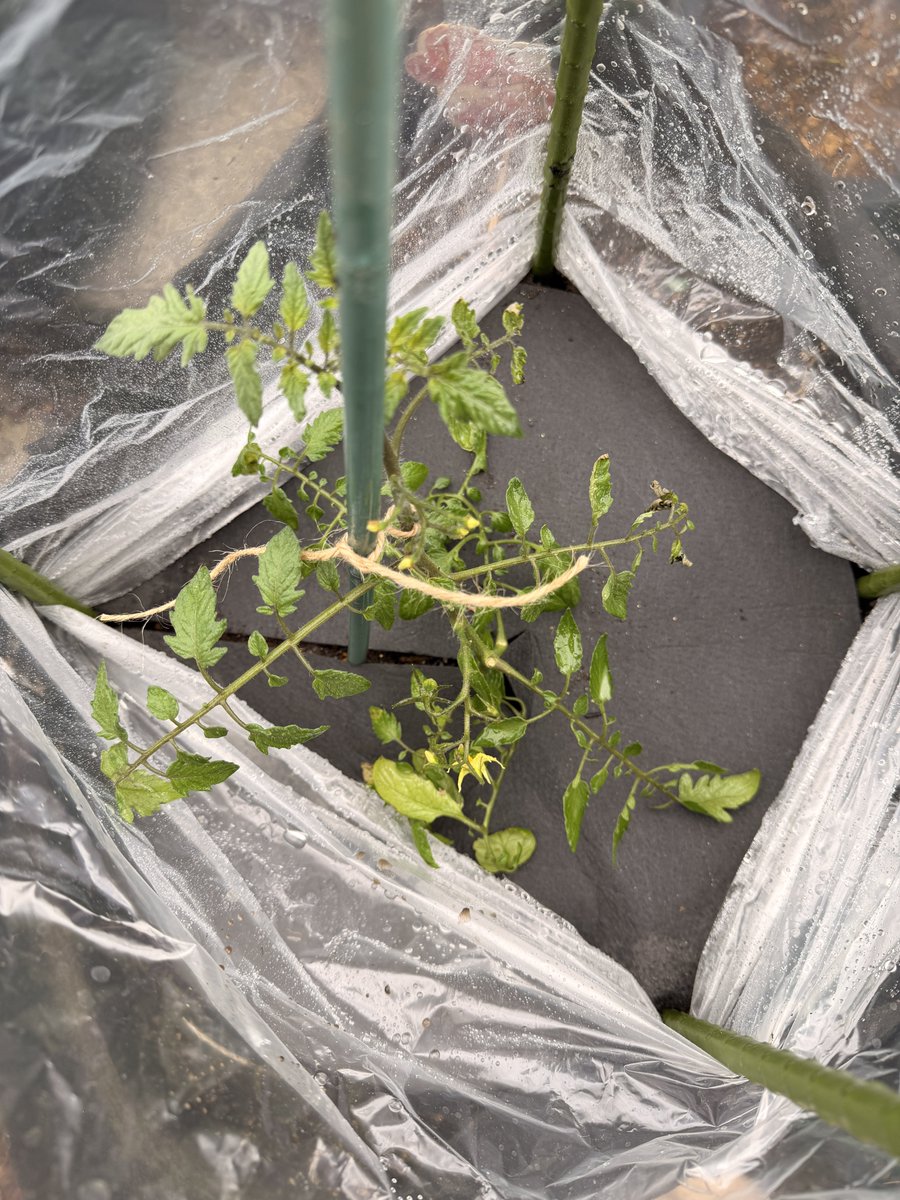 planter_saien's tweet image. ミニトマトのシュガープラム植え付けました！
#家庭菜園 #Homegarden   #Homevegetablegarden #Vegetablegarden #プランター菜園 #家庭菜園記録  #growyourown #containergardening #growyourown