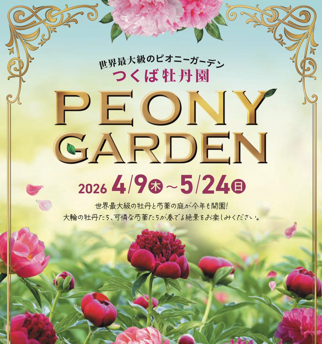 🌸つくば牡丹園2026期間限定開園 4/9〜5/24🌸 開園時間🕊️午前9時