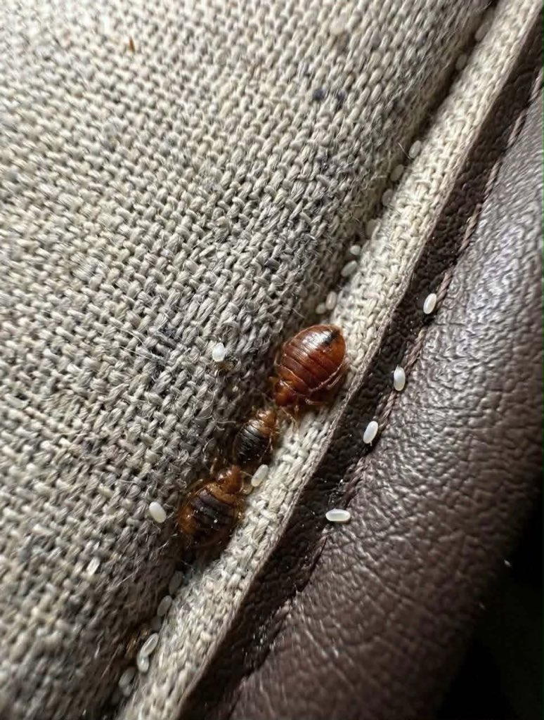 Ms.Olive🌸🇺🇬. tweet media