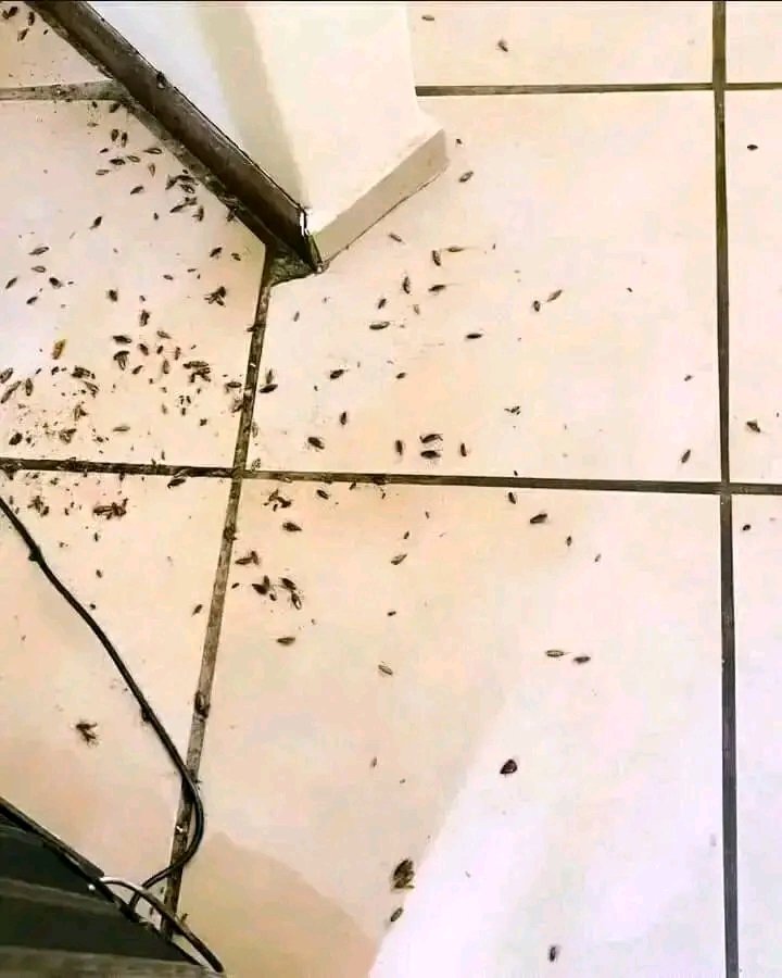 KELVINOCHIENG25's tweet image. Allow us to sort out those pest problems for you!! 
We exterminate #Bedbugs  #Cockroaches  #mosquitoes #fleas #scopions #termites #lizards #snails #bees #flies #Ants #Bats #Wasps #Geckos #Ticks etc!! 

Call us now we come tomorrow and wipe out all pests troubling you!

0728623370