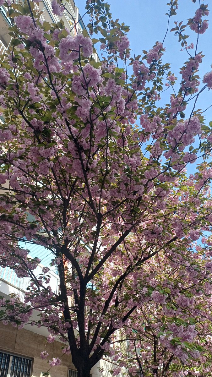 Ro5814's tweet image. #Milano in fiore