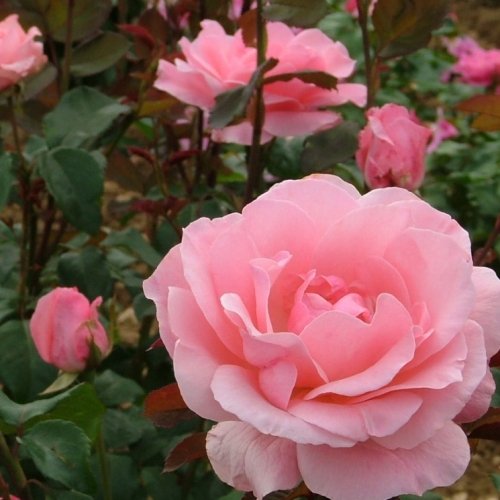 mzu2013's tweet image. Your smile might be the light someone needs today. 😊

Happy Monday  😘🌸🩷☀️🍀

#MondayMotivation