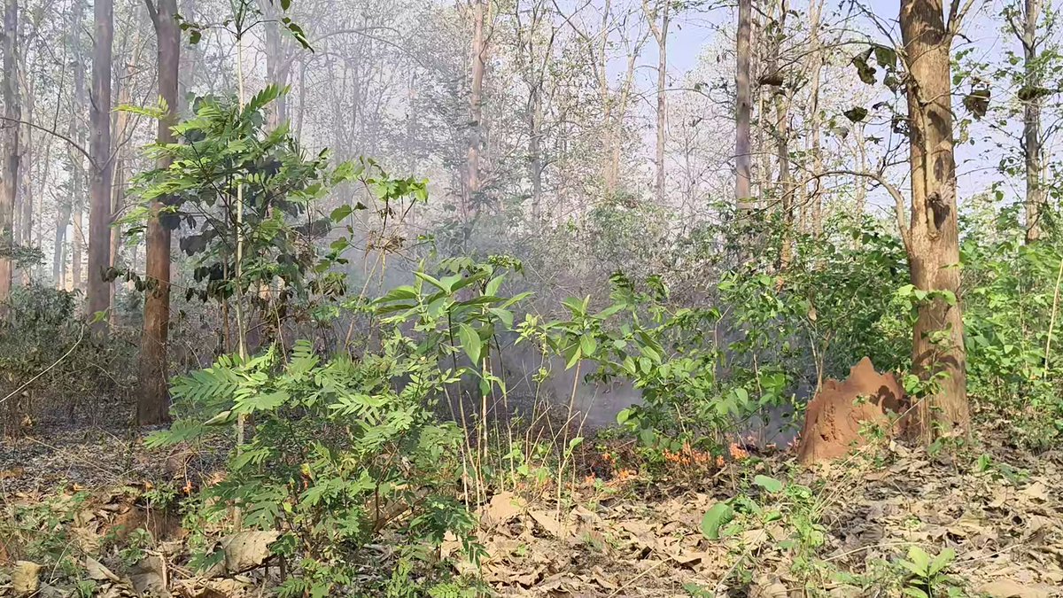 badakhabarnews's tweet image. #ଜଳୁଛି_ଘାଟି_ଜଙ୍ଗଲ #ବିପଦରେ_ବନ୍ୟସମ୍ପଦ
-ମାଲକାନଗିରି: ଚିତ୍ରକୋଣ୍ଡା ଓ ବାଲିମେଳା ଘାଟି ଜଙ୍ଗଲରେ ଭୟାବହ ଅଗ୍ନିକାଣ୍ଡ
-ଚିତ୍ରକୋଣ୍ଦା ଥାନା ନିକଟରେ ପହଞ୍ଚିଲାଣି ନିଆଁର ପ୍ରକୋପ
-ଅଗ୍ନିକାଣ୍ଡ ଯୋଗୁଁ ଅନେକ ମୂଲ୍ୟବାନ ଗଛ ପୋଡ଼ି ନଷ୍ଟ, ବିପଦରେ ଜୀବଜନ୍ତୁ
#Malkangiri #ForestFire #Chitrakonda #BadaKhabar