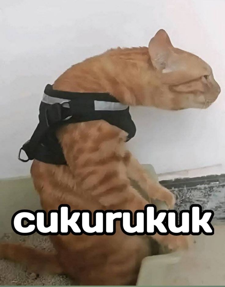 TIMETABLE ⁉️ tweet media