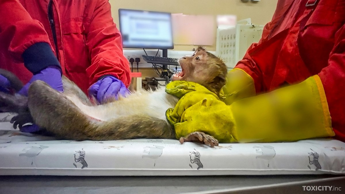 Action for Primates tweet media