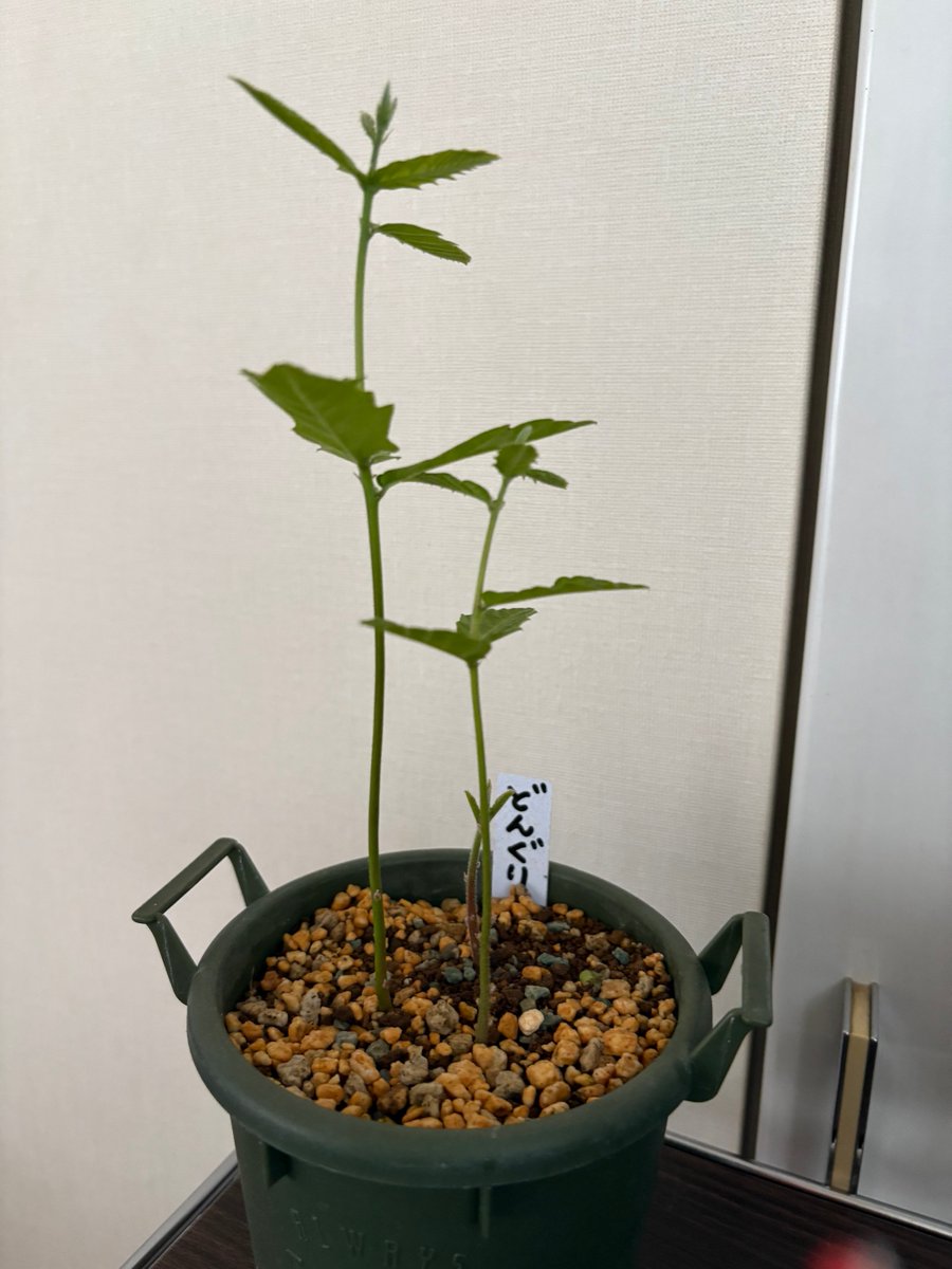 RRuej's tweet photo. ドングリ君
成長の速さにビックリ👀‼️
3ドングリで慌てる私🌱🌱🌱

20ドングリの兄宅は……🌱🌱🌱🌱🌱🌱🌱🌱🌱🌱🌱🌱🌱🌱🌱🌱🌱🌱🌱🌱
姪っ子ちゃん喜んでるだろうな😎👍 https://t.co/8d8uadz6Df