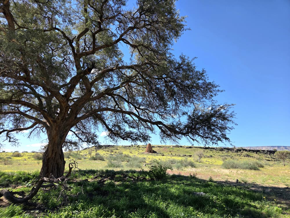 GondwanaLodges's tweet image. Gondwana Canyon Park looking amazing, the landscape is green with bursts of yellow flowers everywhere.

gondwana-collection.com/accommodation/…
📸 Michelle Rodgers

#gondwanalodges #namibia #travel #loandscape
