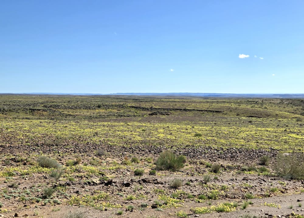 GondwanaLodges's tweet image. Gondwana Canyon Park looking amazing, the landscape is green with bursts of yellow flowers everywhere.

gondwana-collection.com/accommodation/…
📸 Michelle Rodgers

#gondwanalodges #namibia #travel #loandscape