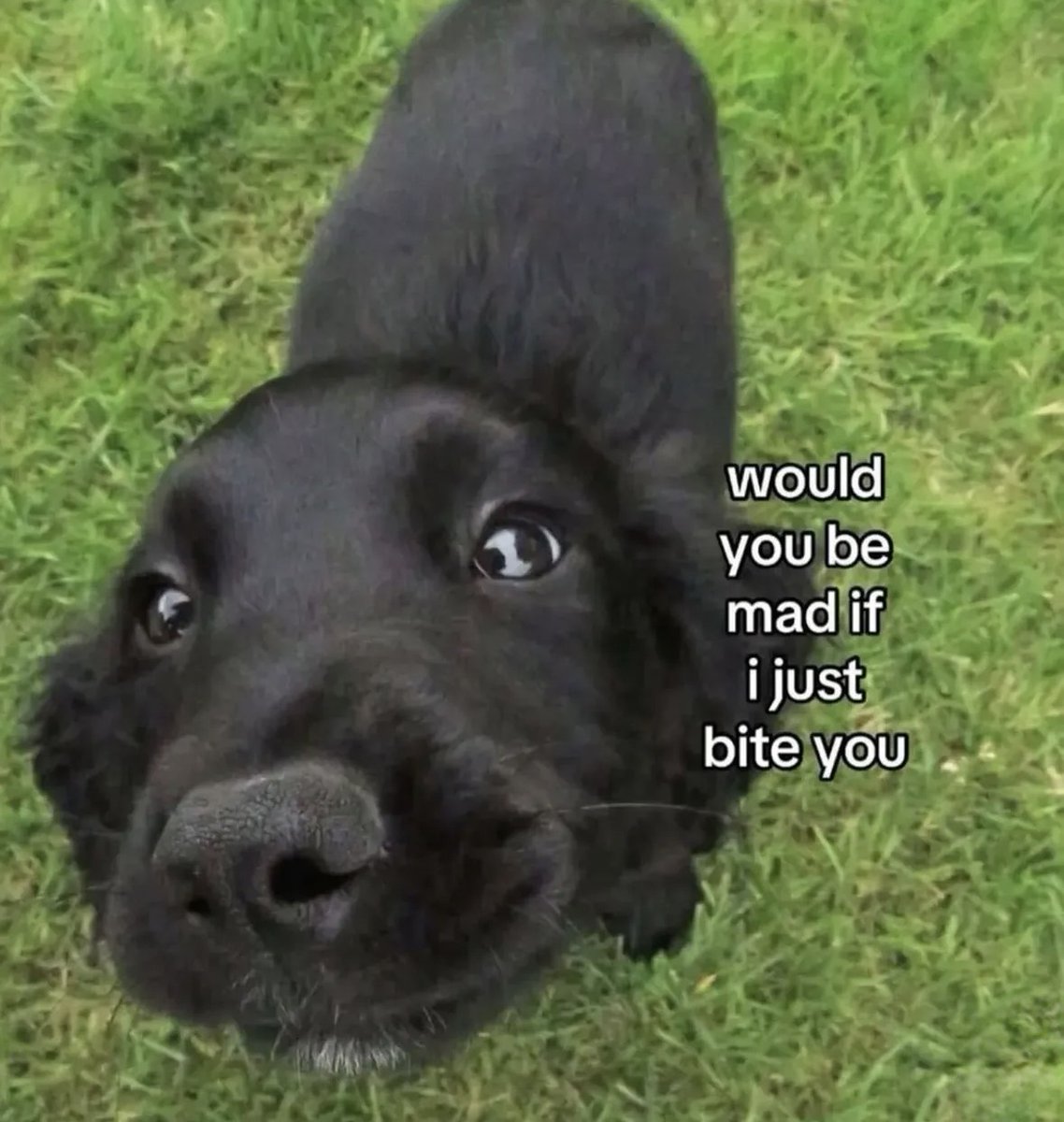 raccoon aesthetic. tweet media