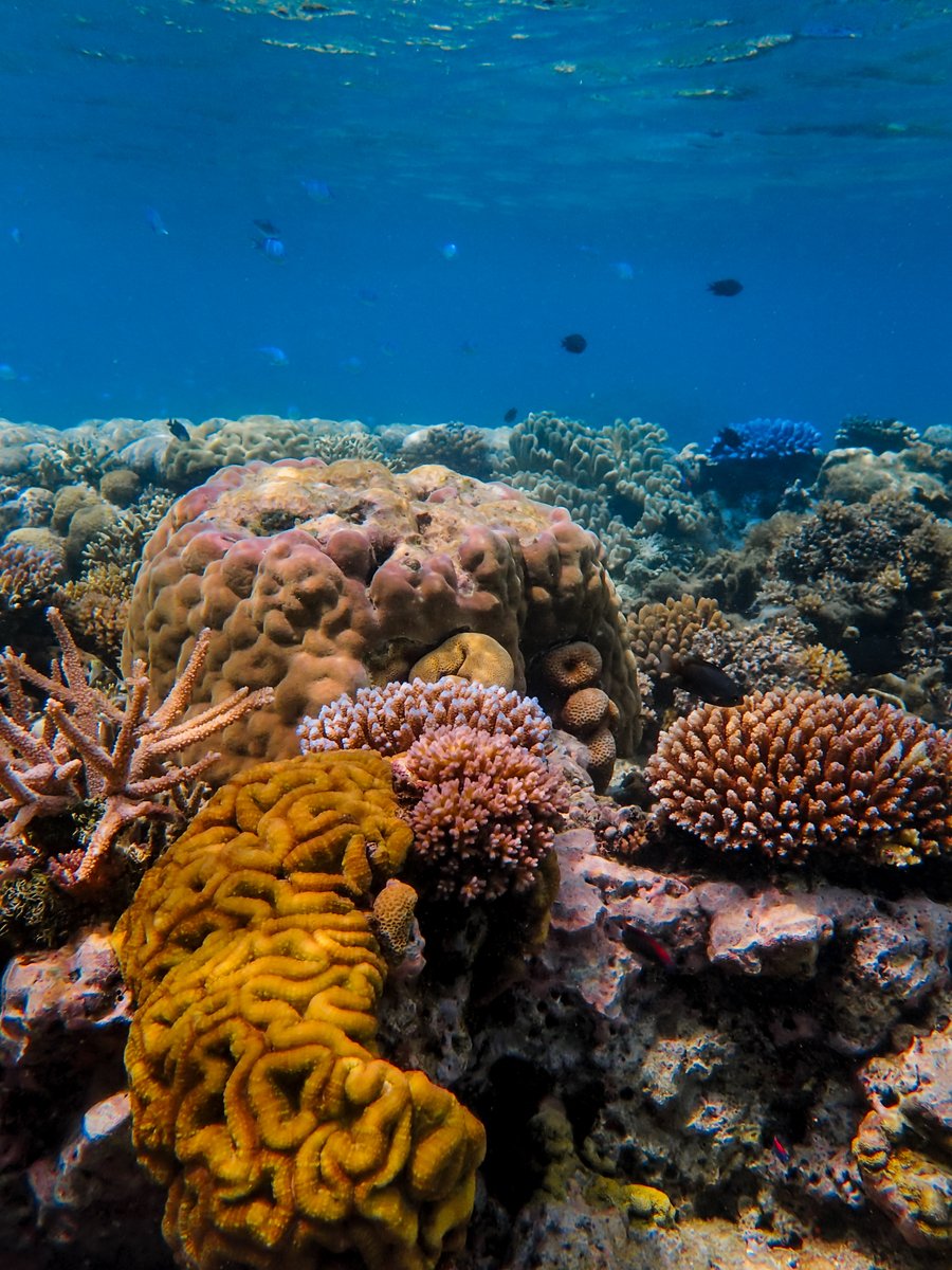 RatuaResort's tweet image. Nature’s finest gallery is located just below the surface. 🪸✨

A glimpse into the vibrant, thriving ecosystem that surrounds Ratua Private Island. From electric corals to hidden marine life, every dive is a reminder of why we protect these waters.

#RatuaPrivateIsland #Vanuatu