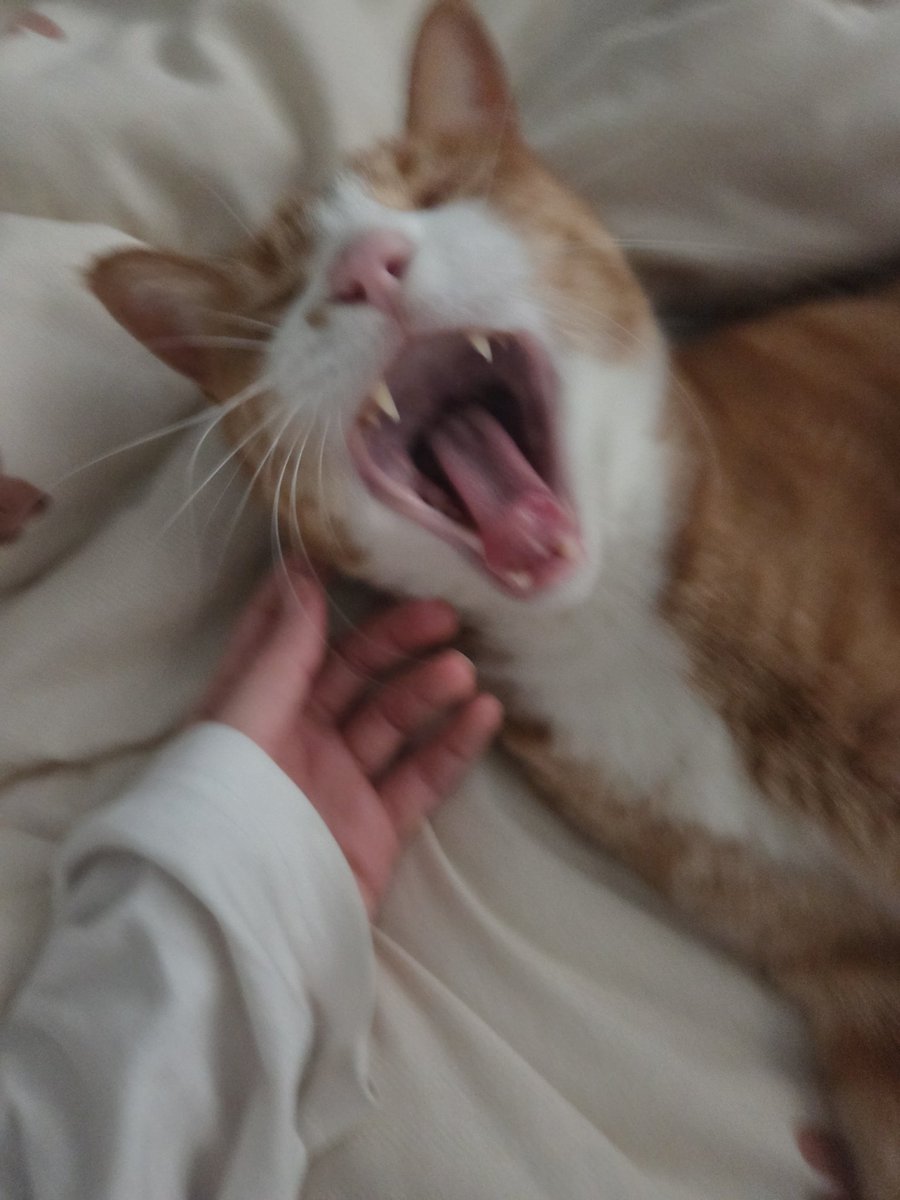 하품하는거 찍었는데 너무 웃기다ㅋㅋㅋㅋㅋㅋㅋㅋㅋㅋㅋㅋ