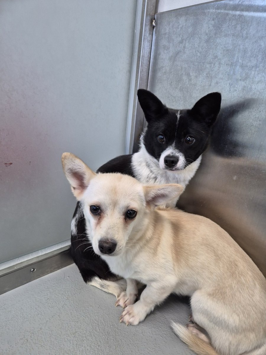 오늘의 강아지 추천 tweet media