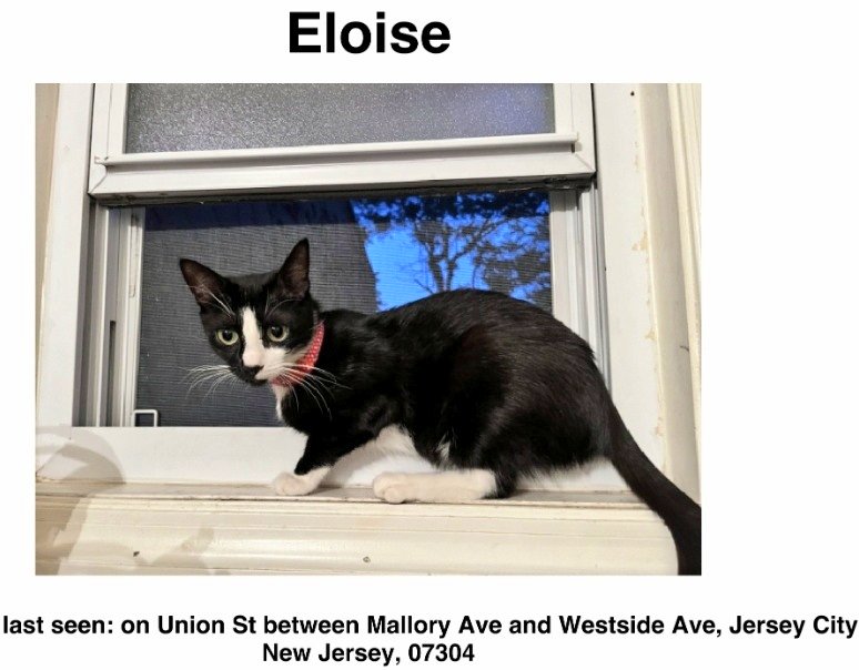 MeowMiya88's tweet image. 📢🗽🇺🇸🚨⏳️💔😿🆘️Please RT to find Eloise #NewJersey #NJ #missingcat #lostcat #JerseyCity #CatsOfTwitter #CatsOfX @HAPetRescuer