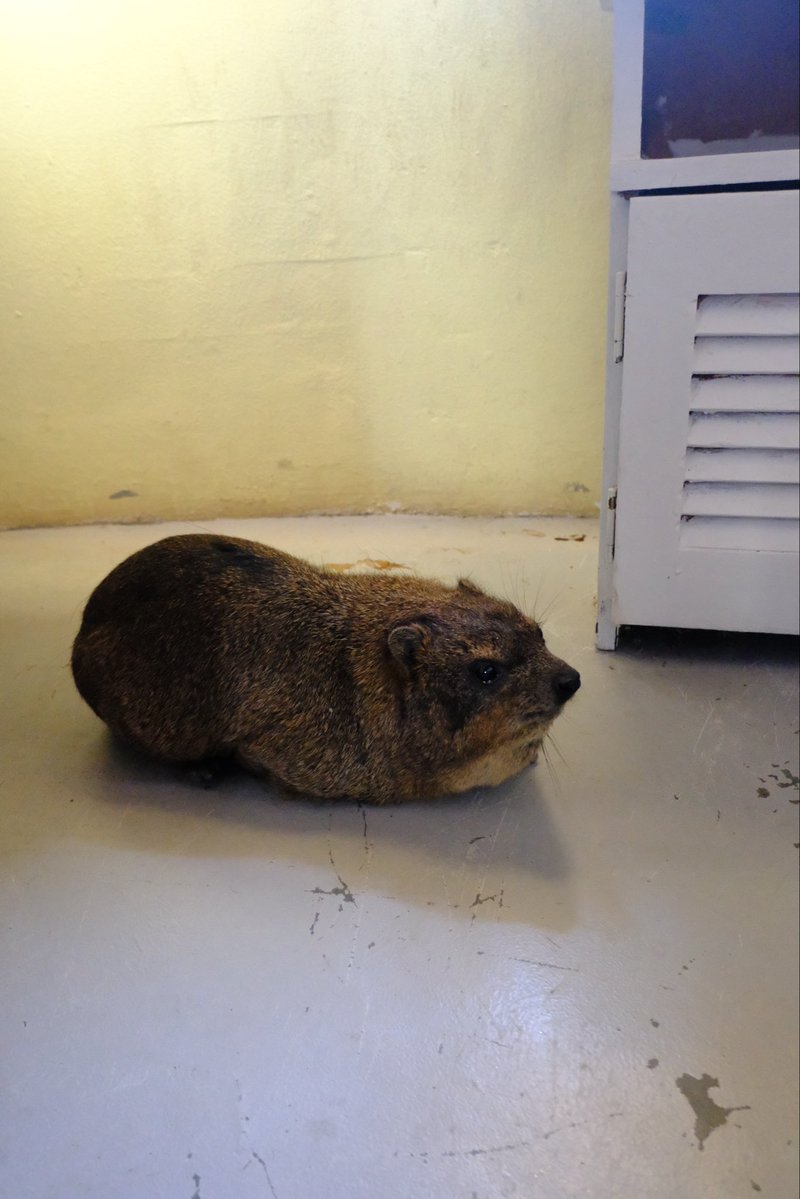 Potato delivery #hyrax