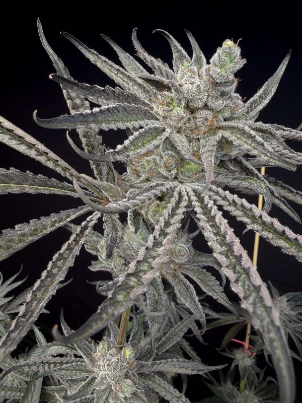 US SEED HUB tweet media