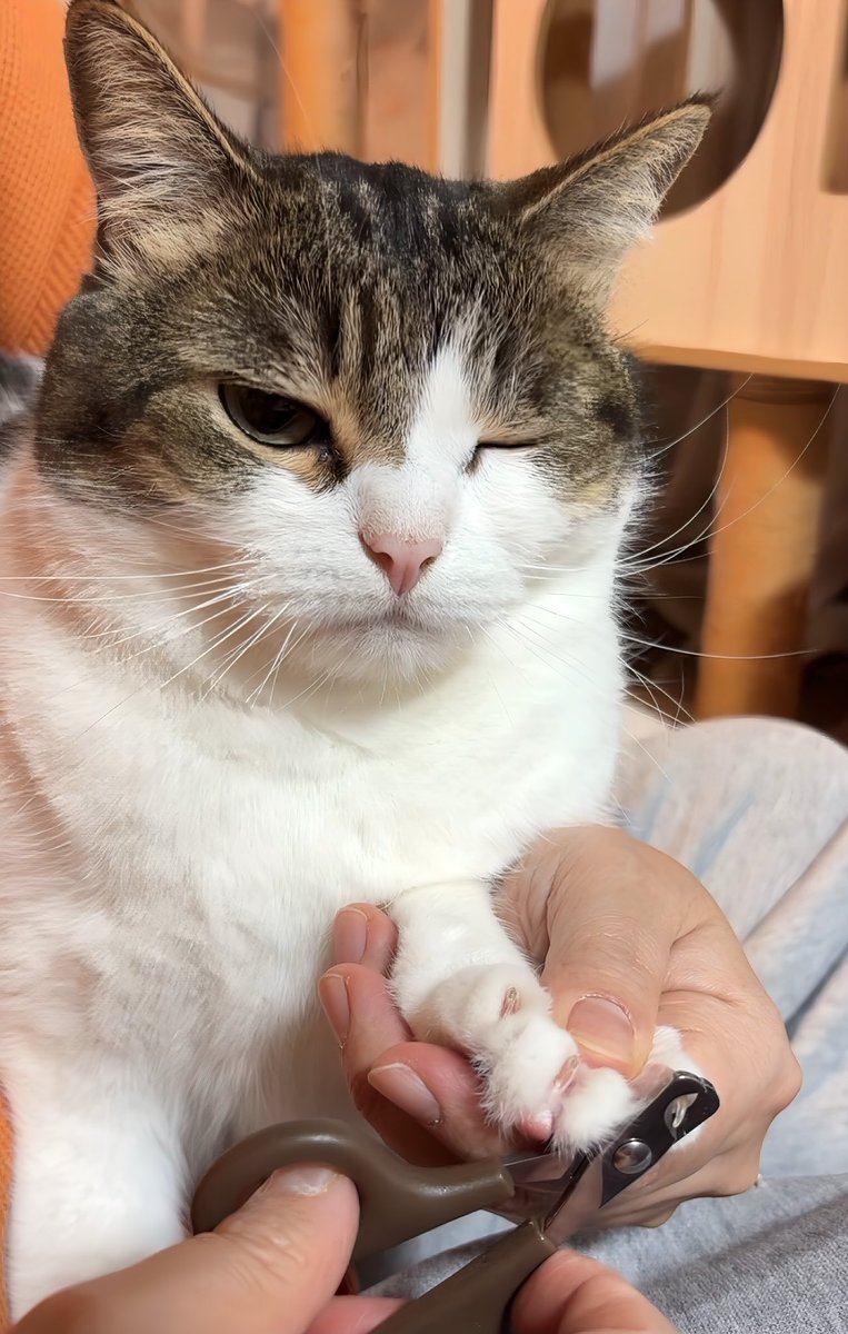 ニコちゃんとこたろう先生とトロとわさび姐さん tweet media