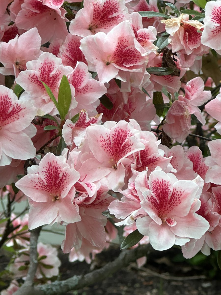 In my walk: so many varieties of Azalea. This one…
